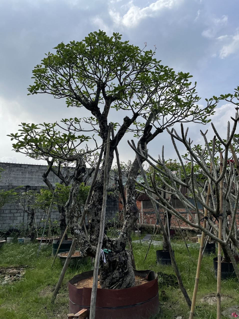 Cây Sứ Đại