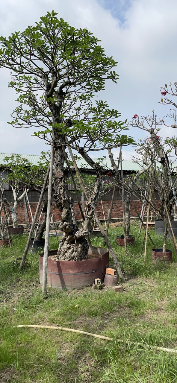 Cây Sứ Đại